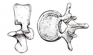 3) obratel